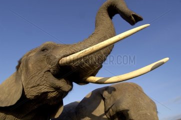 Trumpeting African elephant