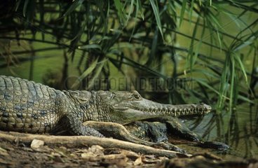 Crocodile d'eau douce sur la rive Australie