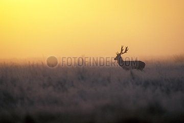 Male Fallow deer in clearing at sunrise Great Britain