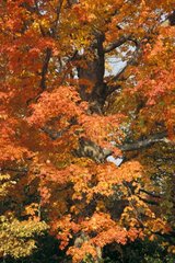Detail Fall foliage East Coast of the United States