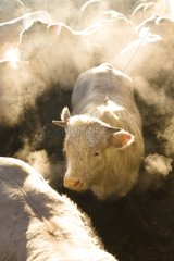 Charolais Bull-Calves Masting in einer Schachtel im Winter Frankreich