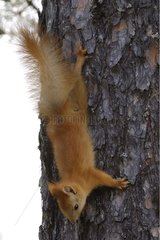 Eurasian Red Squirrel climbed down a tree trunk Finland