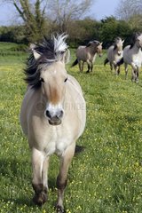 Henson -Pferde  die in Präfrungs über galoppieren