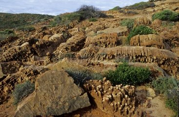 Fossiles dans le Parc National de Kalbarry Australie