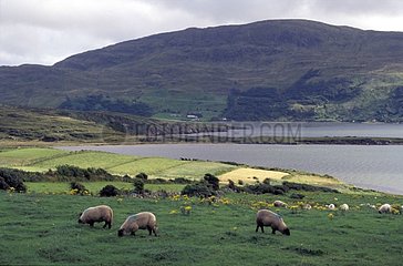 Schafe mit Blau an der Westküste Nordirlands
