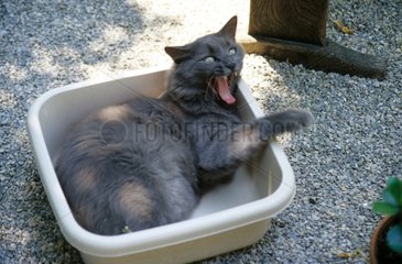 Männliche Katze von 1 Jahr in einem Becken Frankreich