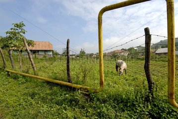 Pipes of driving natural gas to a farm and grazes Romania