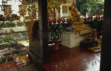 Chat de gouttière sur la terrasse d'un temple Thaïlande