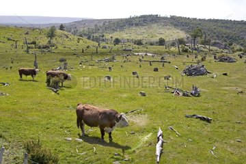 Deforestation for the creation of a Bovine pasture Chile