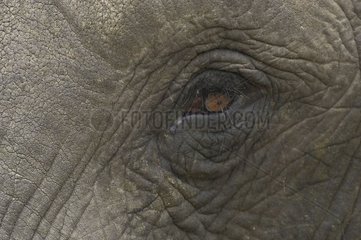 Glance of an African Elephant Chobe National Park Botswana