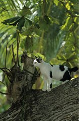 Schwarz -WeiÃŸ -Katze auf einem Zweig Thailand