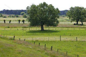 Agricultural landscape Biebrzanski National Park Poland