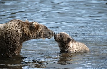 Grizzly female and cub Katmaï National park Alaska USA