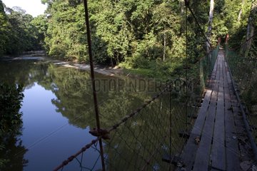 Bridge suspended on a river in tropical forest Borneo