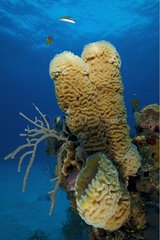Tube Sponges in the reef Bahamas