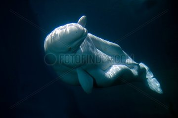 Beluga under water Aquarium Vancouver British Columbia