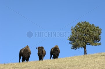 Bison Custer State Park Black Hills South Dakota USA.