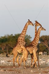 Kopplung des Giraffes -Nationalparks von Etosha