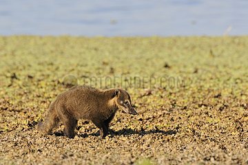 Ring-tailed Coati walking on the bank Pantanal Brazil