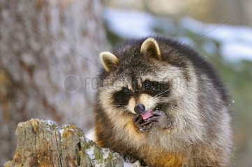 Raccoon are licking their fingers Rocky Mountains Montana