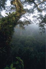 Sight on the tropical forest Peru