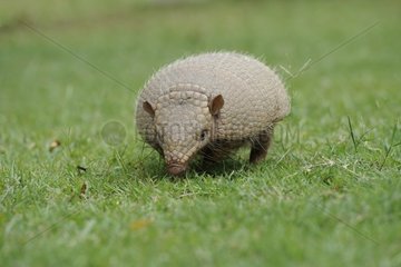 Large hairy armadillo in the grass Pantanal Brazil