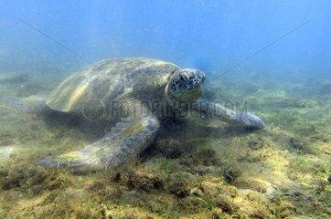 Male Green sea turtle in water rich in plankton Mayotte