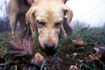 Truffle dog finding a truffle Burgundy France