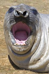 Northern elephant seal yawning in Falkland Islands