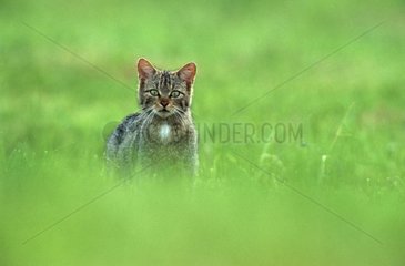 Chat sauvage dans une prairie Vosges France