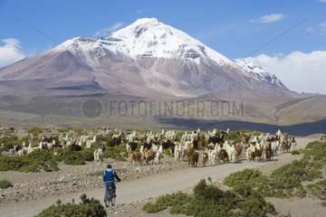 Llama herd crossing road and Isluga volcano Chili