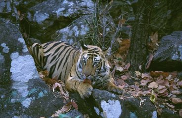 Junger männlicher bengalischer Tiger leckt PN Bandhavgarth Indien