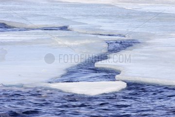 Sea ice around the Antarctic Peninsula