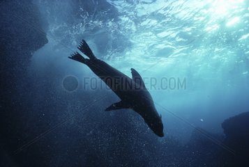 Seelöwen des Galapagos -Äquators Galapagos
