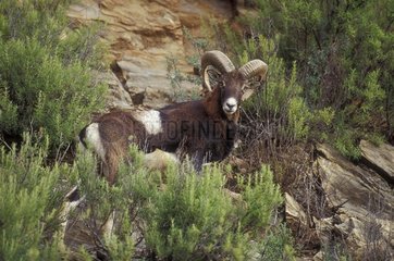 Mouflon d'Europe Andalousie Espagne