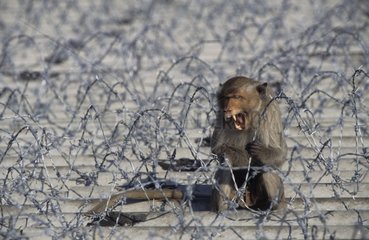 Macaque crabier dans les fils barbelés Thaïlande