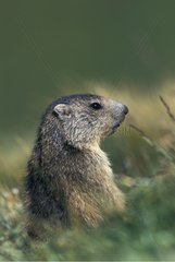 Portrait of Young Marmot Vanoise National Park France