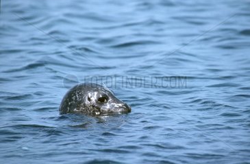 Phoques veau marin nageant Mer du Nord Allemagne
