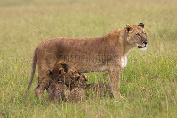 Lioness and Lion cubs sucking Masaï Mara Kenya