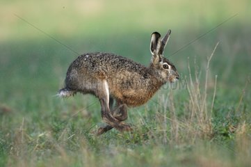 European Hare running in the grasses the Vosges France