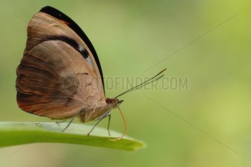 Schmetterling griechischer Schuhmacher auf einem Blatt in einem GewÃ¤chshaus