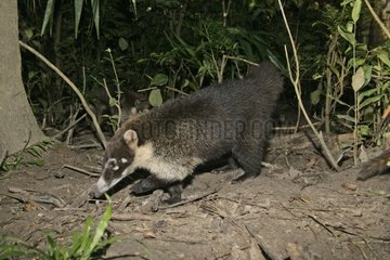 White nosed Coati searching its food at night Belize