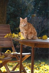 Cat seated on a garden table