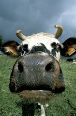 Portrait de vache France