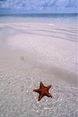 Sea Star failed on sand beach in water Bahamas