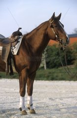 Quarter Horse chestnut harnessed saddle and bridle western