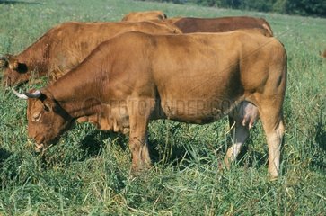 Limousine cow grazing