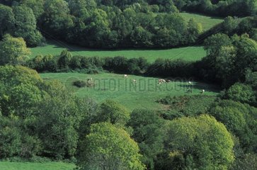 Fields and cows in Cantal