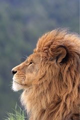 Portrait of Barbary Lion