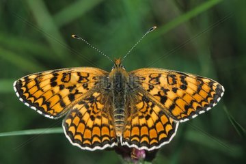 Mélitée orange ailes ouvertes sur une tige France